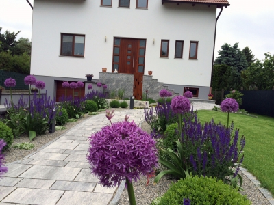 bepflanzungen allium