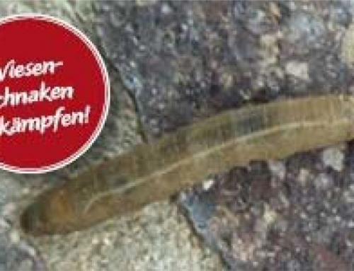 Biologische Schädlingsbekämpfung mit Nematoden